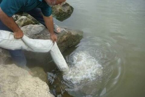 رهاسازی بیش از ۵۰۰ هزار قطعه بچه ماهی در دریاچه سد سیمره